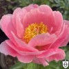 Paeonia 'Salmon Dream' - Pojeng 'Salmon Dream' C7/7L